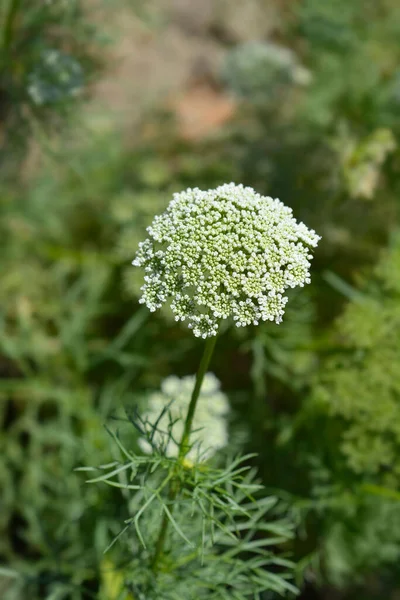 牙签斗牛士蓝球花 拉丁文名称 Ammi Visnaga蓝球 — 图库照片