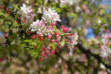 Japon çiçekli yengeç elma - Latince adı - Malus floribunda