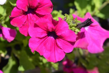 Pembe Surfinia çiçekleri - Latince adı - Petunia Surfinia Hybrids