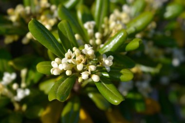 Sahte Portakal çiçekleri - Latince adı - Pittosporum tobira