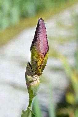 Uzun sakallı süsen Tarlası Çiçek tomurcuğu - Latince adı - Iris barbata elatior Tarn