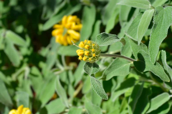 Jerusalem Sage Yellow Flower Buds Латинское Название Phlomis Fruticosa — стоковое фото