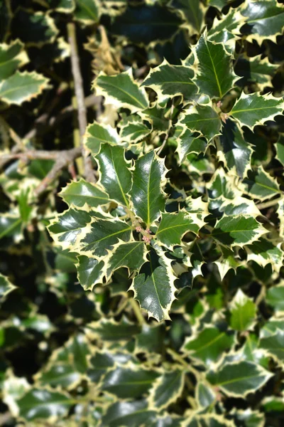 Silver Marginated Holly Latin Name Ilex Aquifolium Argentea Marginata — Stock Photo, Image