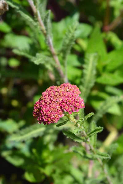 Pembe Yarrow Latince Adı Achillea Millefolium — Stok fotoğraf
