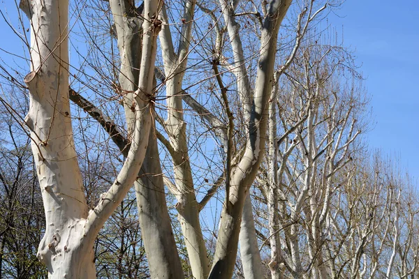 伦敦平面树 拉丁文名称 Platanus Hispanica Platanus Acerifolia — 图库照片