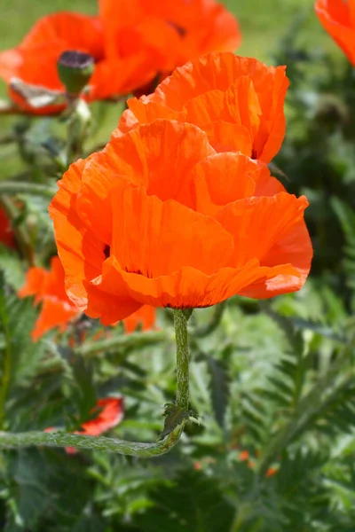 Восточный Мак Feuerriese Латинское Название Papaver Orientale Feuerriese — стоковое фото