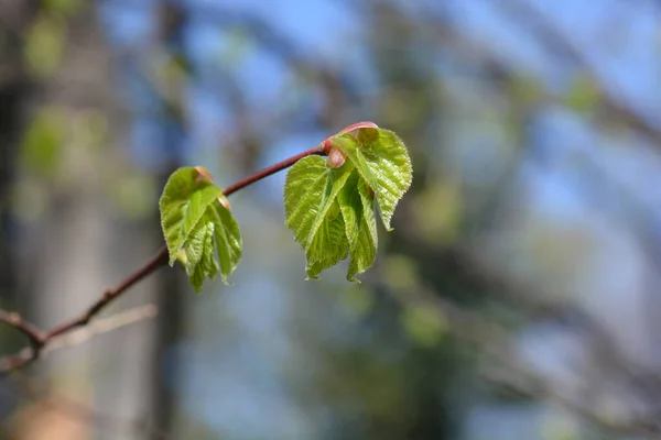 Hybrid Lime Branch Leaf Buds Latin Name Tilia Flavescens — Stock Photo, Image