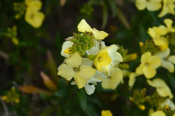 Yellow Wallflowers Primerose Dame Latin Name Erysimum Cheiri Primerose Dame — Stock Photo, Image
