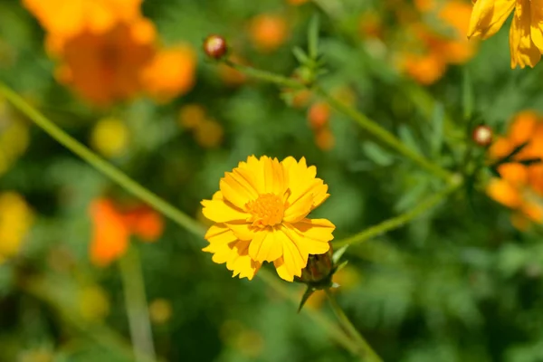 Θείο Λουλούδι Σύμπαν Λατινική Ονομασία Cosmos Sulphureus — Φωτογραφία Αρχείου