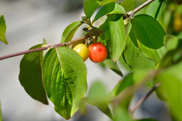 Cornelian Cherry Fruit Latin Name Cornus Mas — Stock Photo, Image