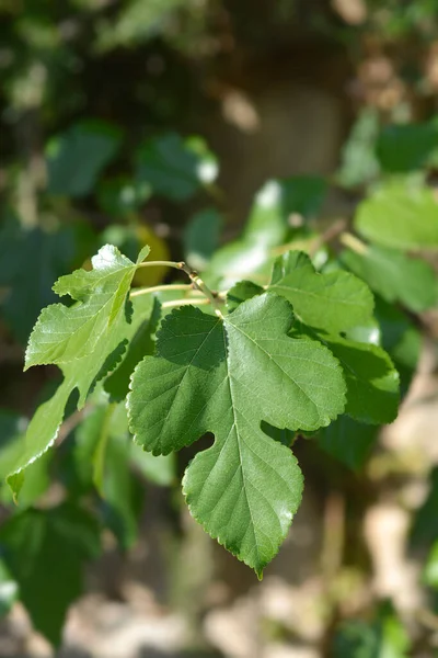 White Mulberry Leaves Latin Name Morus Alba — Stock Photo, Image
