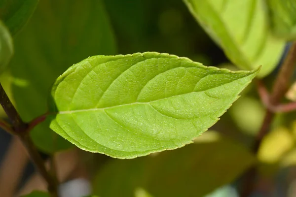 Hidrangea Panikująca Liść Limonki Nazwa Łacińska Hydrangea Paniculata Little Lime — Zdjęcie stockowe