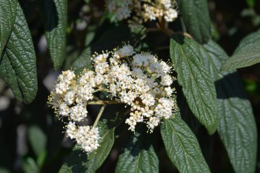 Kırışık viburyum beyaz çiçek - Latince adı Viburnum rhyridophyllum