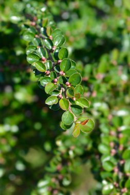 Kaya kronometre kolu - Latince adı - Cotoneaster yatay