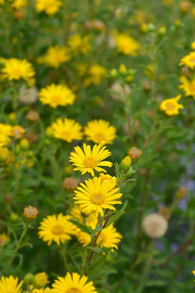 Lemonyellow False Goldenaster Latin Name Heterotheca Camporum Var Glandulissimum — Stock Photo, Image