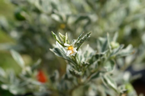 예루살렘 라틴어 Solanum Pseudocapsicum Variegata — 스톡 사진