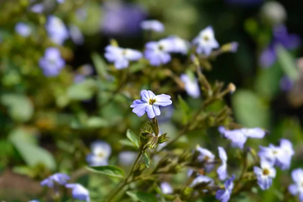 Bush Violett Blomma Latinskt Namn Browallia Americana — Stockfoto