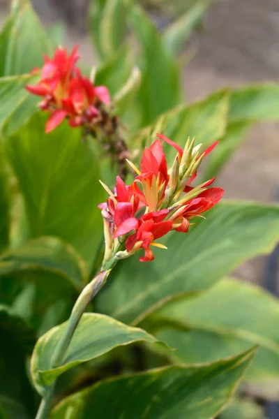 Canna Lily Lucifer Red Flower Latin Name Canna Generalis Lucifer — Stock Photo, Image