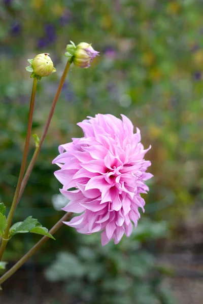 Dahlia Vassio Meggos Rosa Blüten Lateinischer Name Dahlia Vassio Meggos — Stockfoto