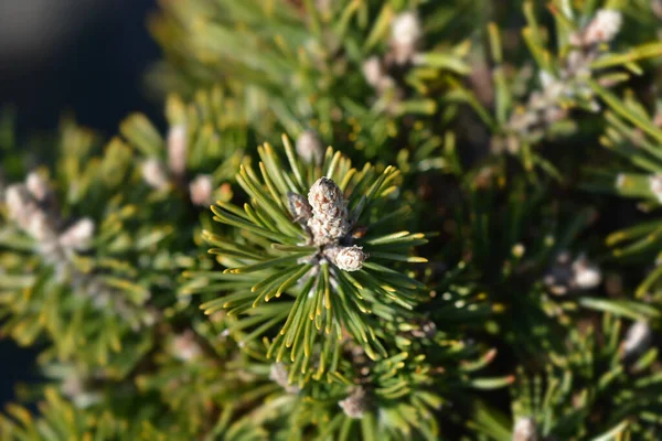 Dvärg Mountain Pine Humpy Latin Namn Pinus Mugo Humpy — Stockfoto