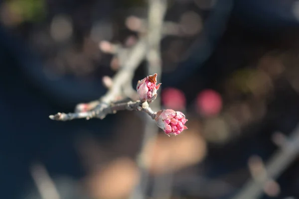 Arrowwood Charles Lamont Çiçek Tomurcukları Latince Adı Viburnum Bodnantense Charles — Stok fotoğraf