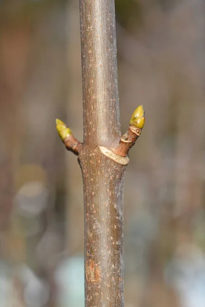 Sycamore Leopoldii Branch Buds Латинское Название Acer Pseudoplatanus Leopoldii — стоковое фото