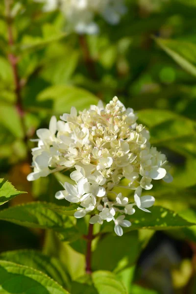 小石灰花蕾 拉丁文名称 水草花蕾小石灰 — 图库照片