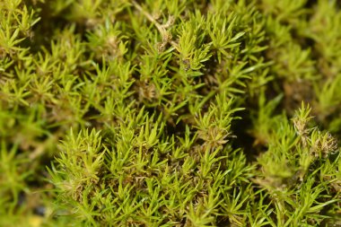 Scotch Moss Aurea Latince adı Sagina subulata Aurea olan gidiyor.