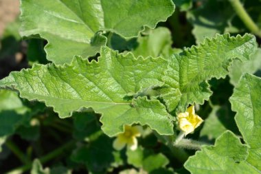 Salatalık ezmesi - Latince adı - Ecballium elaterium