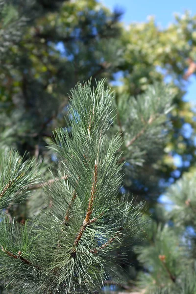 Ветка Черной Сосны Латинское Название Pinus Nigra — стоковое фото