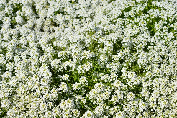 甘いアリススム雪の結晶花 ラテン語名 ロブリア雪の結晶 — ストック写真