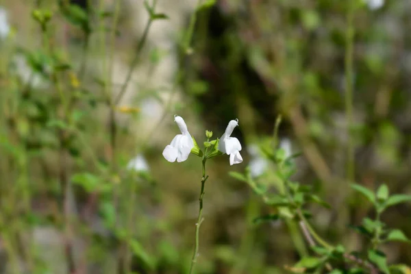 Dziecko Mędrzec Trebah Liliowy Białe Kwiaty Łacińska Nazwa Salvia Microphylla — Zdjęcie stockowe