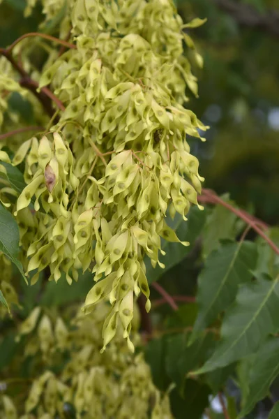 Дерево Небесных Семян Латинское Название Ailanthus Altissima — стоковое фото