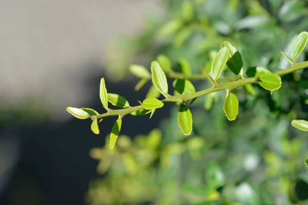 Australian Finger Lime Leaves Nom Latin Citrus Australasica — Photo