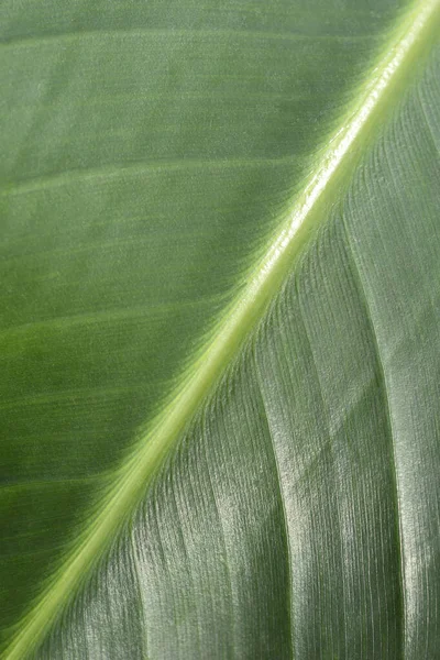 Pájaro Blanco Gigante Del Paraíso Detalle Hoja Nombre Latino Strelitzia —  Fotos de Stock