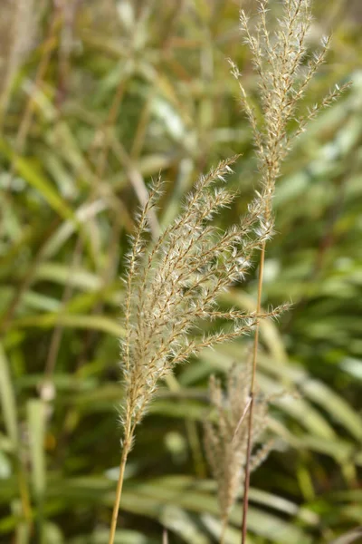 Grama Prata Chinesa Nome Latino Miscanthus Sinensis — Fotografia de Stock