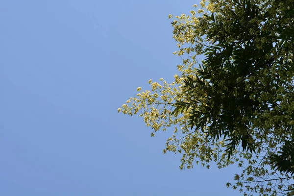 Árvore Pagode Japonesa Contra Céu Azul Nome Latino Sophora Japonica — Fotografia de Stock