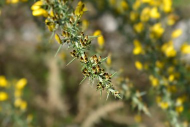 Çiçek tomurcuklarıyla yaygın gorse dalı - Latince adı - Ulex europaeus