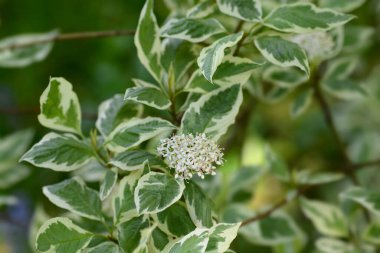 Gümüş ve Altın kırmızısı Dogwood yaprakları ve çiçekleri - Latince adı - Cornus sericea Gümüş ve Altın (Cornus stolonifera Gümüş ve Altın)