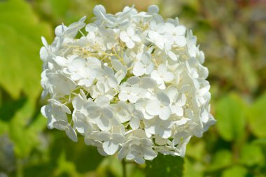 Pürüzsüz ortanca Annabelle çiçekleri - Latince adı - Ortanca ağaçevi Annabelle