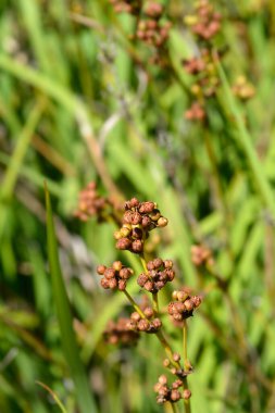 Yeni Zelanda saten tohumları - Latince adı - Libertia grandiflora (Libertia chilensis)