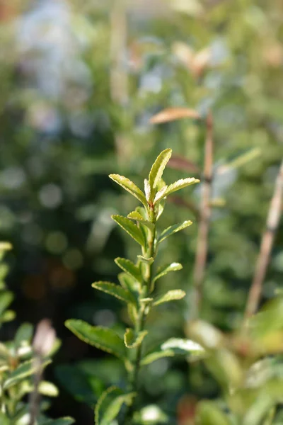 Φύλλα Ιαπωνικής Ατράκτου Microphyllus Λατινική Ονομασία Euonymus Japonicus Microphyllus — Φωτογραφία Αρχείου