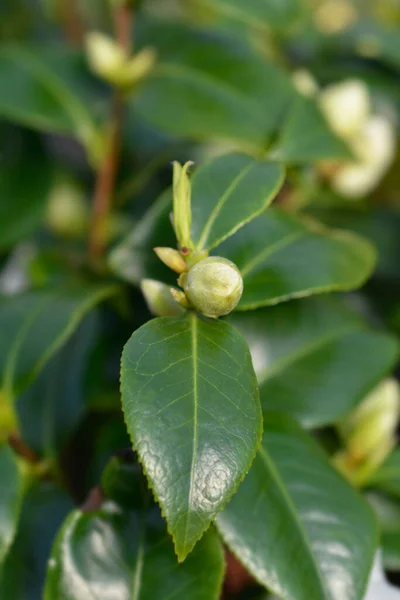 Camellia Brushfields Yellow Flower Bud Latin Name Camellia Japonica Brushfields — Stock Photo, Image