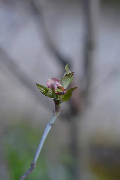 Flowering Dogwood Cherokee Chief Flower Bud Latin Name Cornus Florida — Stock Photo, Image