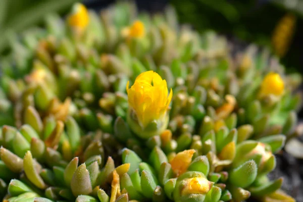 Amarelo Hardy Ice Planta Botões Flores Nome Latino Delosperma Deschampsii — Fotografia de Stock