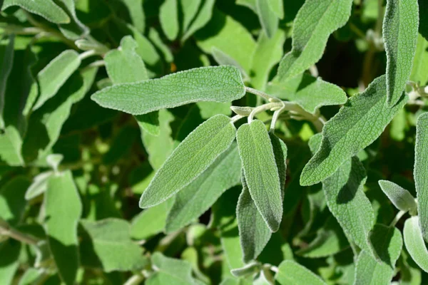Jerusalem Sage Leaves Latin Name Phlomis Fruticosa — Stock Photo, Image