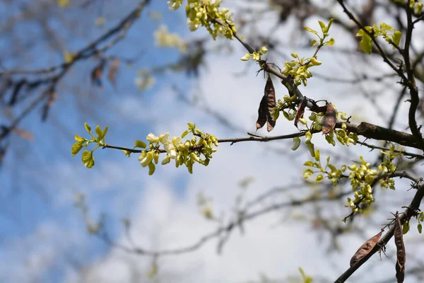 Judas Blanc Nom Latin Cercis Siliquastrum Alba — Photo