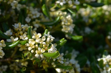 Sahte Portakal çiçekleri - Latince adı - Pittosporum tobira