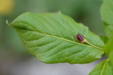 Alp hanımeli üzümleri - Latince adı - Lonicera alpigena