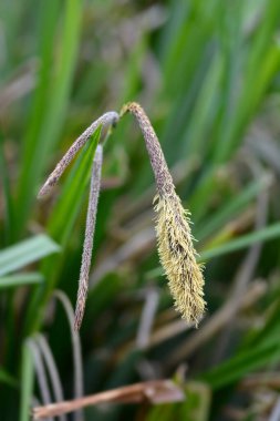 Sarkaç çiçeği - Latince adı - Carex pendula